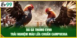 Đá gà Thomo Ev99 – Trải nghiệm máu lửa chuẩn Campuchia