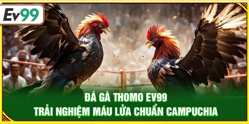 Đá gà Thomo Ev99 – Trải nghiệm máu lửa chuẩn Campuchia