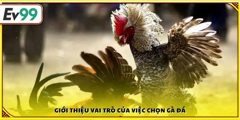 Tầm quan trọng trong việc lựa chọn gà đá