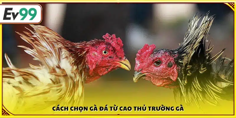 Cách chọn gà đá hiệu quả được các cao thủ