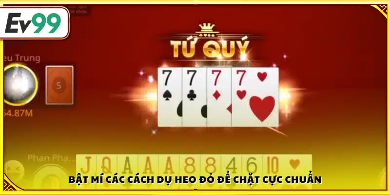 Hé lộ cách dụ heo đỏ để chặt hiệu quả nhất