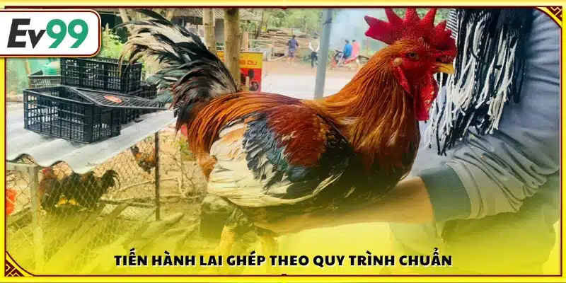 Thực hiện cách lai gà thuần chủng đúng quy trình