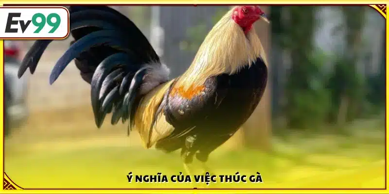 Tầm quan trọng và lợi ích khi thực hiện thúc gà