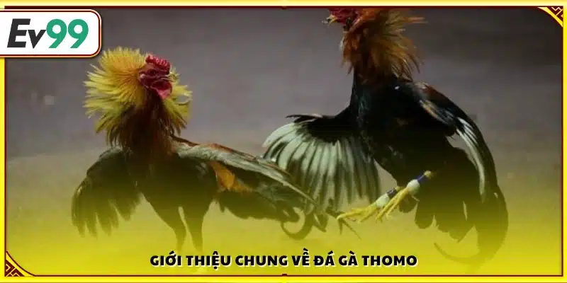 Giới thiệu cơ bản về đá gà Thomo tại Ev99 