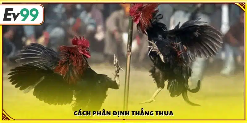 Quy tắc xác định kết quả thắng thua trong đá gà
